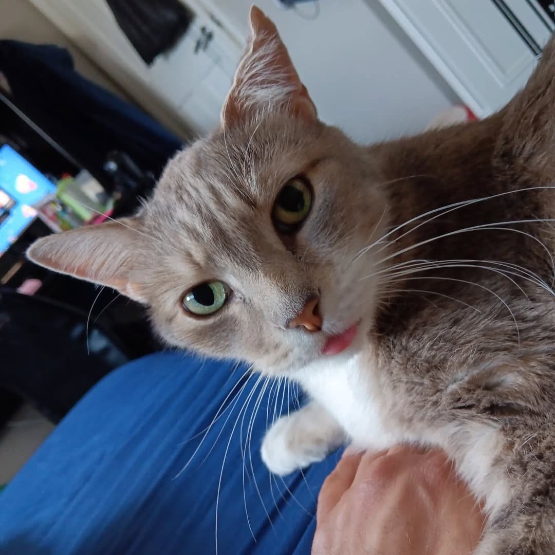 My cat blepping